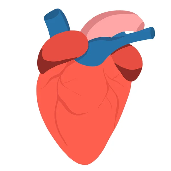 解剖心脏是孤立的 血液通过循环系统的血管输送血液的人和动物的肌肉器官 心脏诊断中心的标志 人类心脏卡通设计 — 图库矢量图片