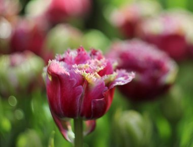 Yumuşak zemin üzerinde güzel Lale