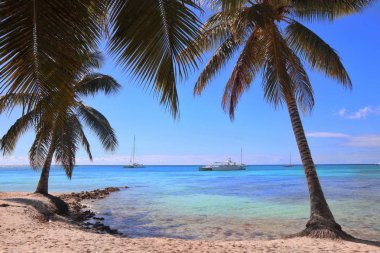 coconut palms on the beach of the Caribbean sea clipart