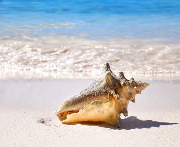 Seashell Beach Caribbean Sea — Stock Photo, Image