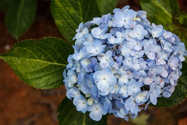 blue flower hydrangeas