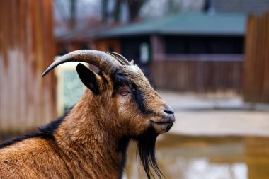 keçi ile siyah tatlı kırmızı
