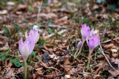 Bahar çiğdemler orman içinde büyümek