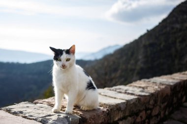 kedi bir taş Dağları nın arka planda oturur