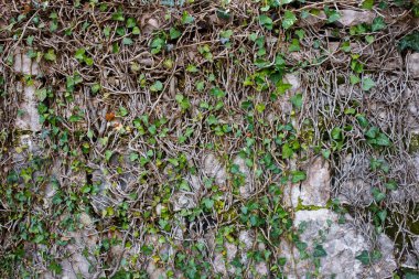 Ivy closeup ile eski taş duvar