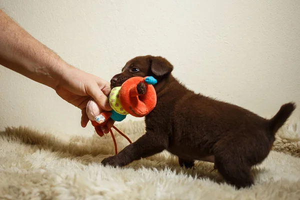 Щенок играет с игрушкой — стоковое фото