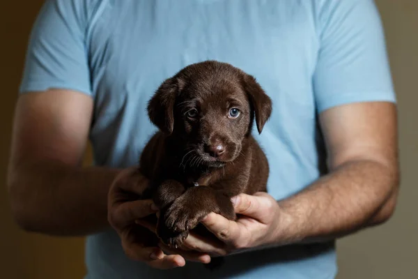 little brown puppy with blue eyes on the hands o