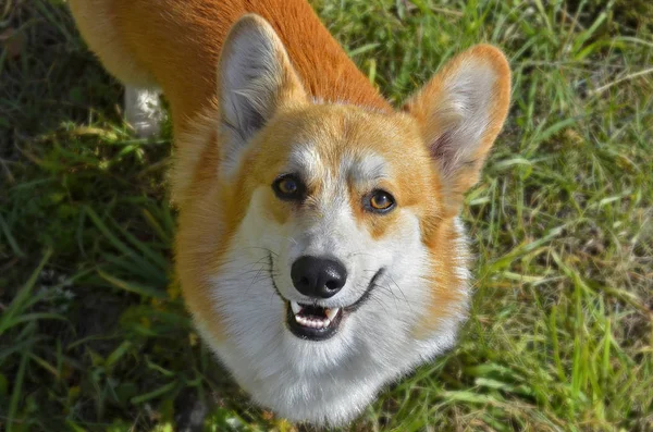 Red-haired dog looking at the frame on green grass