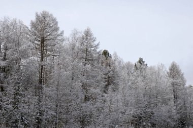 Karla kaplı orman ve mavi gökyüzü