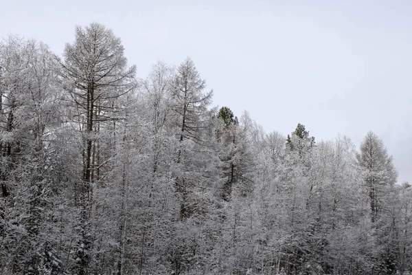 Karla kaplı orman ve mavi gökyüzü