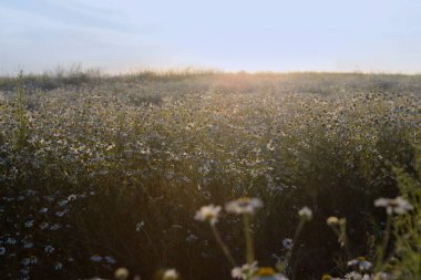 Papatyalar mavi gökyüzü ile gün batımında alanıyla