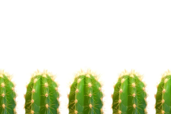 Five Green Cactuses White Background Number Cacti Bottom Frame — Stock Photo, Image