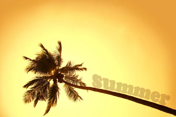 Palmera Solitaria Sobre Fondo Atardecer — Foto de Stock