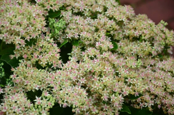 Witte bloemen in de tuin — Stockfoto