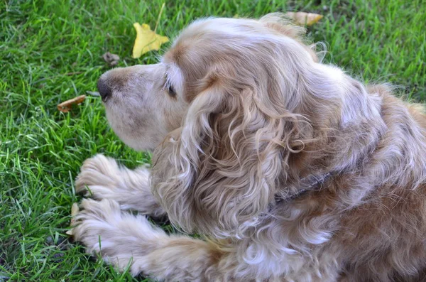 Brown spaniel on green grass — Stock Photo, Image