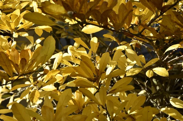 Fabulous autumn colors — Stock Photo, Image