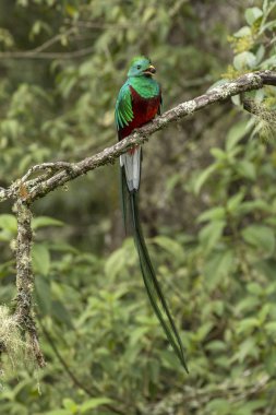 Resplendent Quetzal in cloud forest of Costa Rica clipart