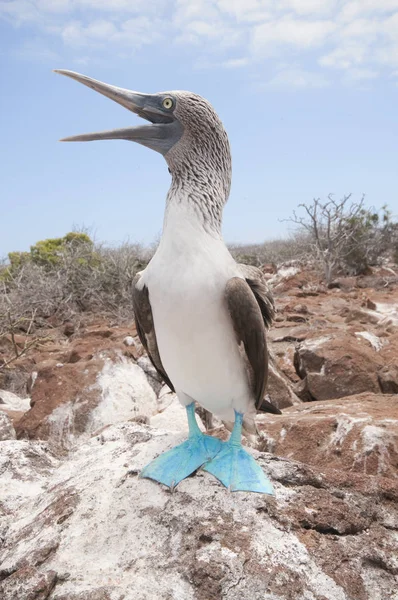 Bubi Kuzey Seymour Galapagos, mavi ayaklı