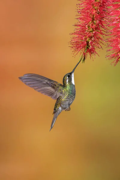 Beyaz boğazlı Dağ Mücevheri