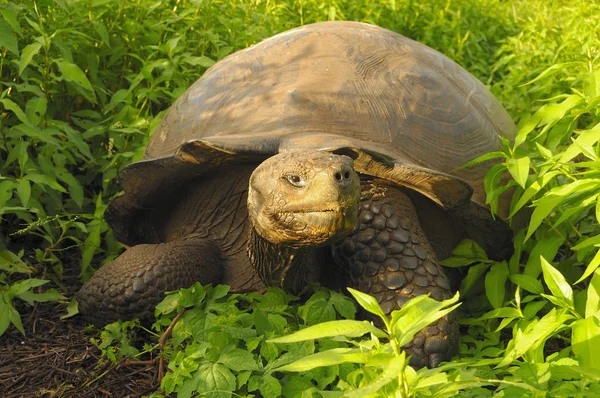 Galapagos Kaplumbağası Santa Cruz Adası, Galapagos 'taki bitki örtüsünde yürüyor.