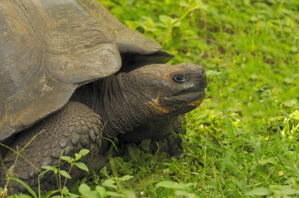 Galapagos Kaplumbağası, Galapagos, Santa Cruz Adası 'nda yiyecek aramak için yürüyor.