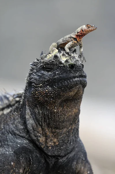 Kafasında lav Liza olan Galapagos Deniz iguanası.