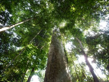 Ormanda bir ağaç arama