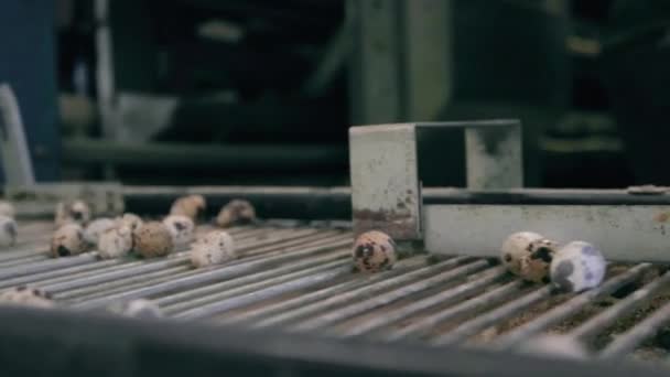 Конвейерные перепелиные яйца птицеферма — стоковое видео