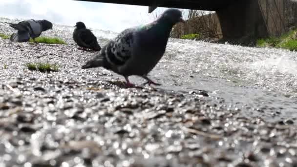鸟喝水 — 图库视频影像