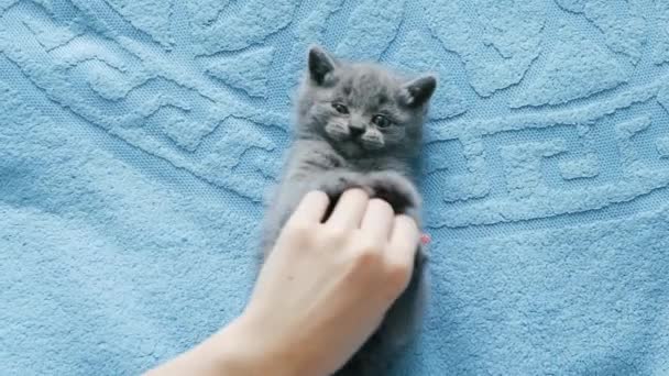 Chica jugando con gatito — Vídeos de Stock