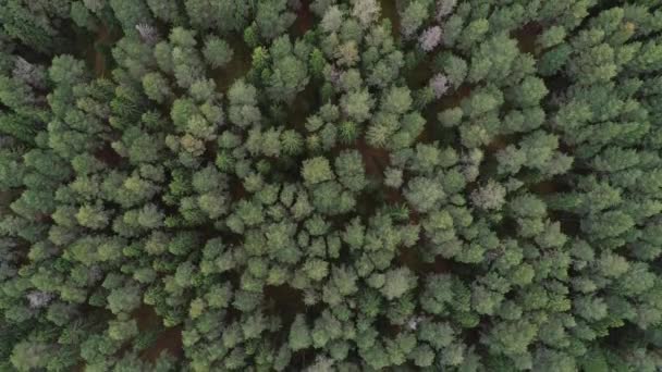 Le drone survole la forêt