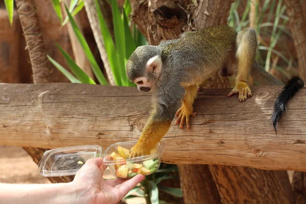 Monkey feeding in contact zoo