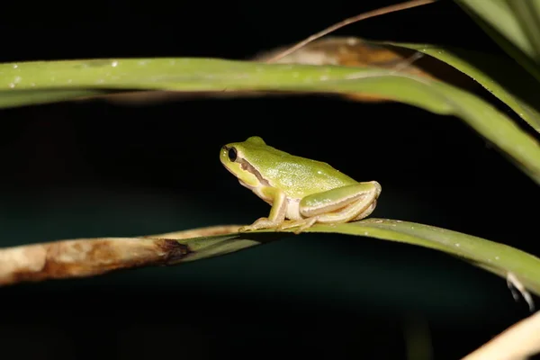 Yeşil Bir Kurbağanın Üzerindeki Yaprak — Stok fotoğraf