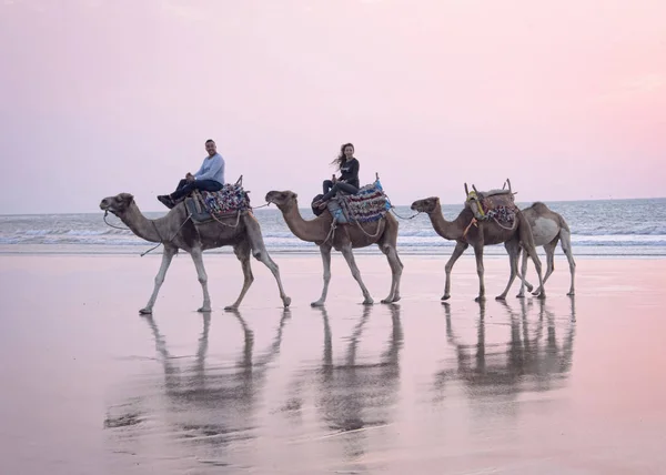 Essaouria Marrocos Setembro 2017 Trem Camelo Para Turistas Que Caminham — Fotografia de Stock