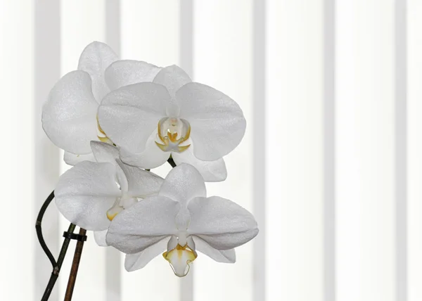 UK, JUNE 2015:White Orchid Spray - striped background