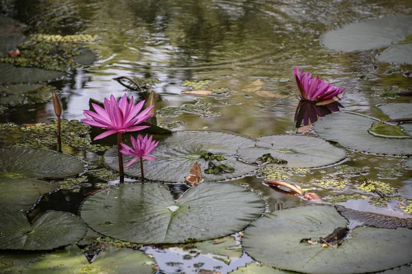 Lotusblume blüht in einem reflektierenden Pool — Stockfoto