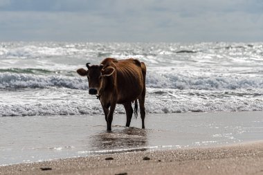 Galle, Sri lanka - Eylül 2015: Kahverengi boynuzlu inek, sahilde sığ sularda yürüyor
