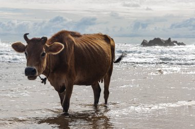 Galle, Sri lanka - Eylül 2015: Kahverengi boynuzlu inek, sahilde sığ sularda yürüyor