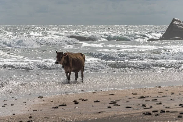Galle Sri Lanka Sept 2015 Braune Kuh Mit Verdrehten Hörnern — Stockfoto