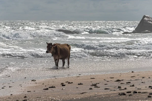 Galle Sri Lanka Sept 2015 Brown Cow Twisted Horns Walking — Stock Photo, Image