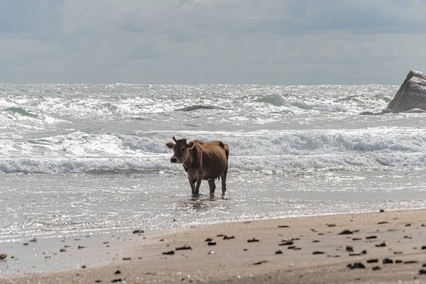 Galle Sri Lanka Setembro 2015 Vaca Marrom Com Chifres Torcidos — Fotografia de Stock