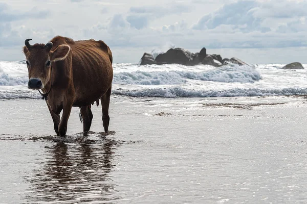 Galle Sri Lanka Eylül 2015 Kahverengi Boynuzlu Inek Sahilde Sığ — Stok fotoğraf