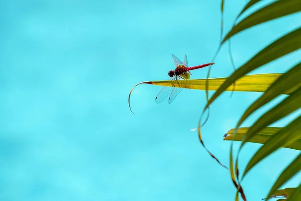 Erched en una hoja con vistas al agua azul — Foto de Stock