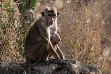 Mother and child, Toque macaque
