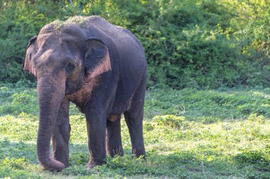 Genç erkek Aisian fili doğa koruma alanında yürüyor.