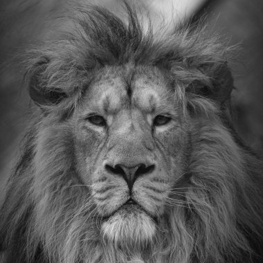Uk; Bristol - Nisan 2019: Siyah & beyaz erkek aslan portresi
