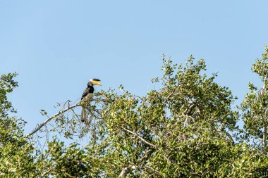 Sri Lanka, - Sept 2015:  Malabar Pied Hornbill sitting on a tree in Kandula national park