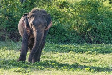 Kandula, Sri Lanka: Juvenile male aisian elephant walking in a nature reserve