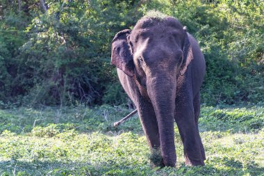 Kandula, Sri Lanka: Juvenile male aisian elephant walking in a nature reserve