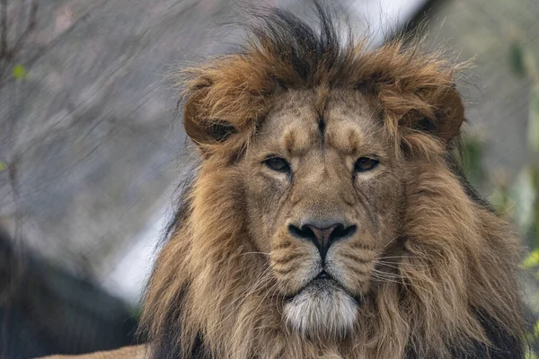 布里斯托尔 雄狮的肖像 — 图库照片